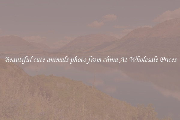 Beautiful cute animals photo from china At Wholesale Prices